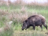 05 Wildschweine Huette 2 02.05.2017 188