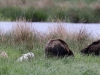 06 Wildschweine Huette 2 02.05.2017 160