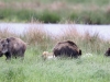 07 Wildschweine Huette 2 02.05.2017 154