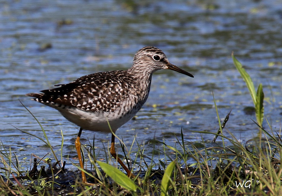 01 Bruchwasserlaeufer Heudamm 09.05.2017