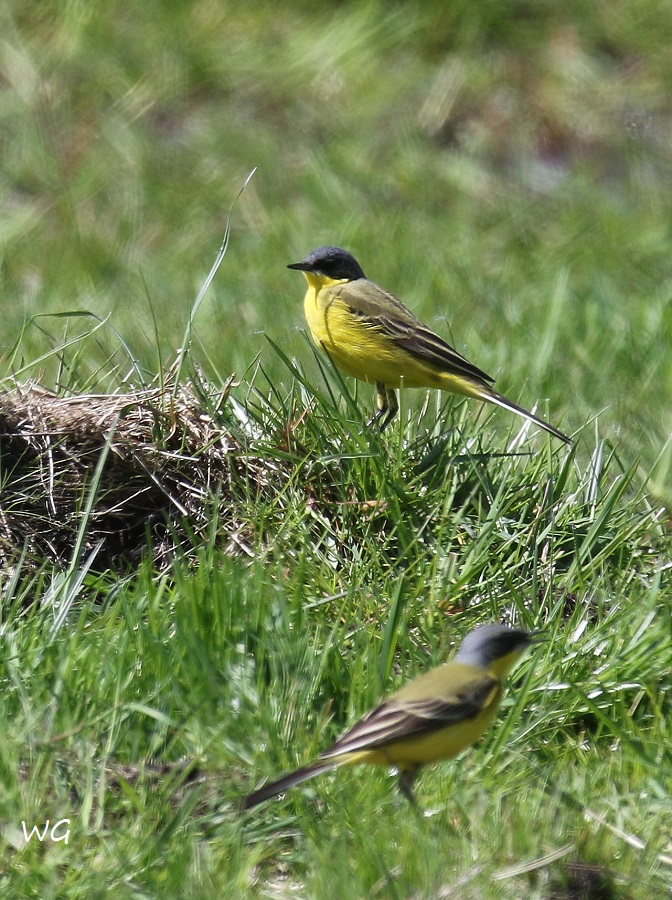 04 Thunbergbachstelze Heudamm 09.05.2017