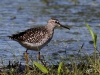 01 Bruchwasserlaeufer Heudamm 09.05.2017