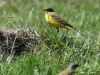 04 Thunbergbachstelze Heudamm 09.05.2017