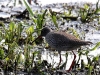 01 Rotschenkel Katzenhide Heudamm 20.05.2017