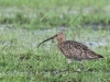 02 Großer Brachvogel Heudamm 20.05.2017 050