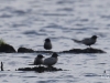 03 Trauerseeschwalben Biotoperweiterung Heudamm 20.05.2017 064
