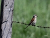 04 Neuntoeter Rehb.-Wzl. 20.05.2017