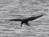 01 Trauerseeschwalbe Biotoperweiterung 24.05.2017 174