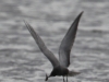 02 Trauerseeschwalbe Biotoperweiterung 24.05.2017 176