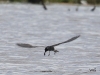 03 Trauerseeschwalbe Biotoperweiterung 24.05.2017 248 - Kopie
