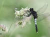 Zierl Moosjungfer - Leucorrhinia caudalis Lib. 03.06.2017 (1)