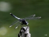Zierl Moosjungfer - Leucorrhinia caudalis Lib. 03.06.2017 (2)