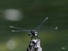 Zierl Moosjungfer - Leucorrhinia caudalis Lib. 03.06.2017 (3)