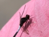 Zierl Moosjungfer - Leucorrhinia caudalis Lib. 03.06.2017 (4)