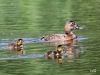 01 Tafelente mit 4 Jungen  Hag,Ka 21.06.2017 341