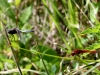 07 Feuerlibelle + Großer Blaupfeil  Hag,Ka 21.06.2017 300