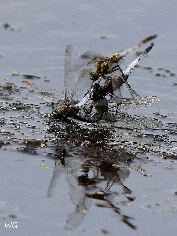 05 Großer Blaupfeil Hagenburger Kanal Libellen 19.07.2017 215