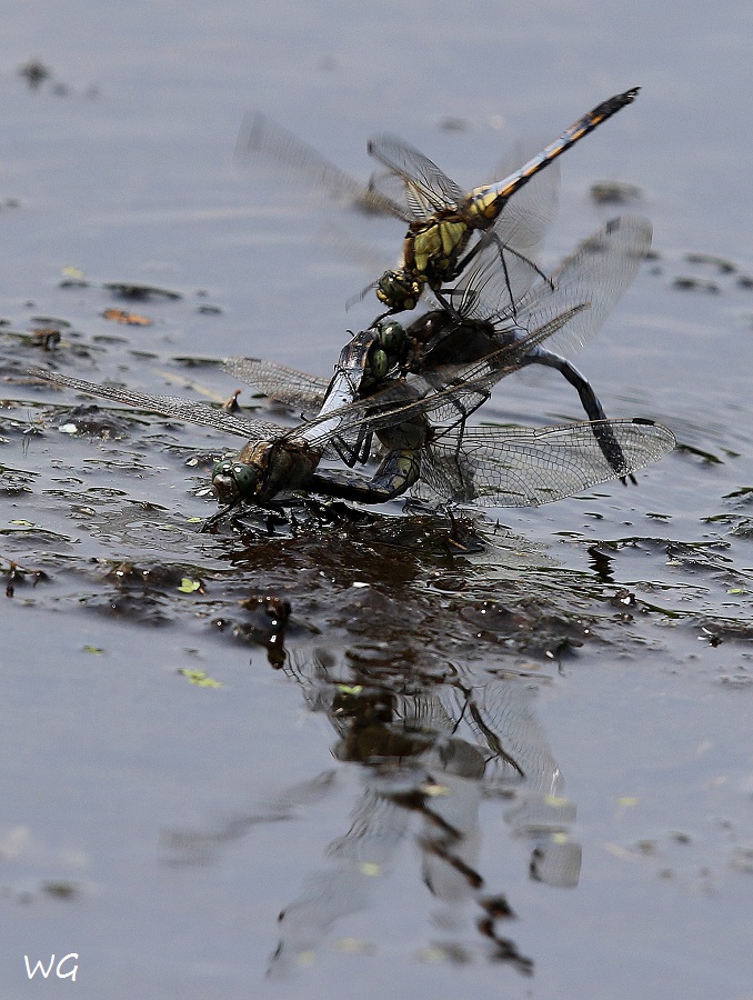 06 Großer Blaupfeil Hagenburger Kanal Libellen 19.07.2017 216