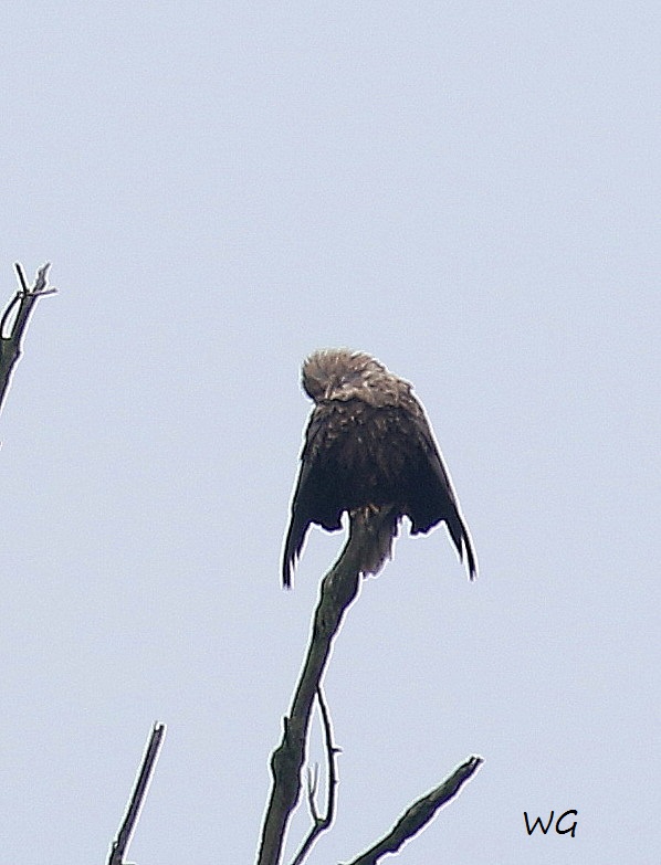 01 Seeadler Heudamm 26.08.2017 004