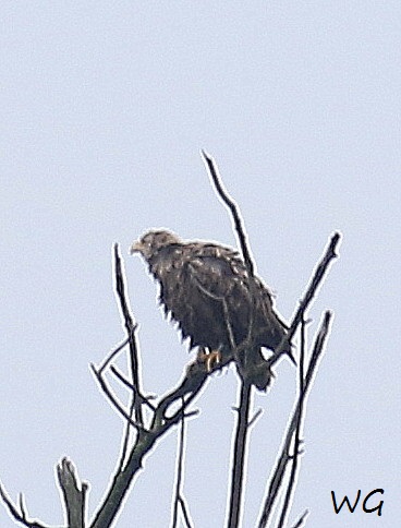 02 Seeadler Heudamm 26.08.2017 007