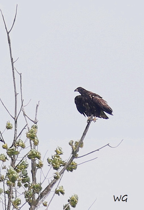 03 Seeadler Jv Heudamm 26.08.2017 147