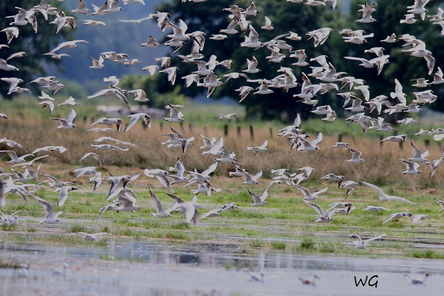 06 Lachmoewen überflutete Wiese Kl. Vogelbiotop  Heudamm 26.08.2017 188