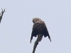 01 Seeadler Heudamm 26.08.2017 004
