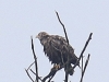 02 Seeadler Heudamm 26.08.2017 007