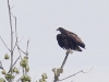 03 Seeadler Jv Heudamm 26.08.2017 147