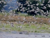 06 Lachmoewen überflutete Wiese Kl. Vogelbiotop  Heudamm 26.08.2017 188