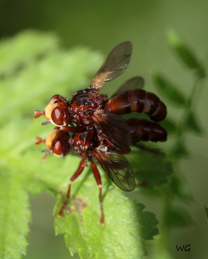 08 Sicus ferrugineus Gemeine Breitstirnblasenkopffliege NeuMoor 03.08.2017 152