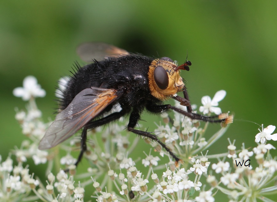 09 Tachina grossa Große Raupenfliege  NeuMoor 03.08.2017 316 - Kopie