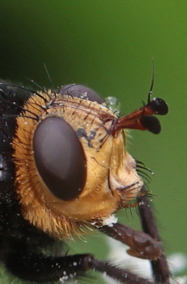 10  Tachina grossa Große Raupenfliege  NeuMoor 03.08.2017 316