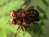 08 Sicus ferrugineus Gemeine Breitstirnblasenkopffliege NeuMoor 03.08.2017 152