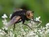 09 Tachina grossa Große Raupenfliege  NeuMoor 03.08.2017 316 - Kopie