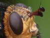 10  Tachina grossa Große Raupenfliege  NeuMoor 03.08.2017 316