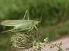 01 Gruenes Heupferd (Tettigonia viridissima),  21.08.2017 045