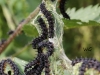 05 Raupen Tagpfauenauge  21.08.2017 027