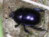 06 Waldmistkaefer Anoplotrupes stercorosus 20.08.2017 064