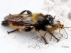 08 Raubfliege (Laphria flava) 31.05.2015_b
