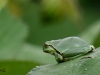 07 Laubfrosch Heudamm 01.09.2017 114