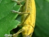 Lixus iridis_0086 c