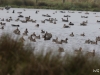 01 Blessgaense Kleines Vogelbiotop Heudamm 26.09.2017 041