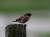 01 Schwarzkehlchen Heudamm 04.10.2017 005