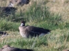 02  Blessgans 5L5 Heudamm 19.10.2017 131