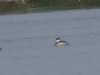 03 Schwarzhalstaucher drei Kleines Vogelbiotop  19.10.2017 166