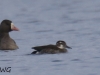 01 unbek. Ente Biotoperweiterung 06.11.2017 077