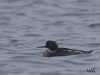 01 Mittelsaeger (m) Steinhuder Meer Promenade  09.11.2017 042