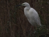 03 Silberreiher Typ modesta Steinhuder Meer 09.11.2017 145