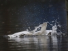 04 Steinhuder Meer 10.11.2017 048